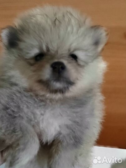 Померанские шпицули