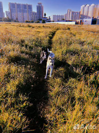 Выгул собак \ догситтер