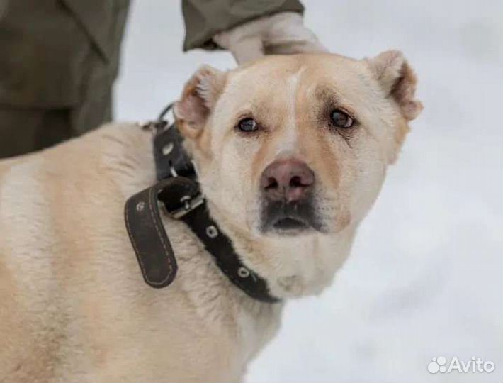 Гретта - мечтает о доме и любимом человеке