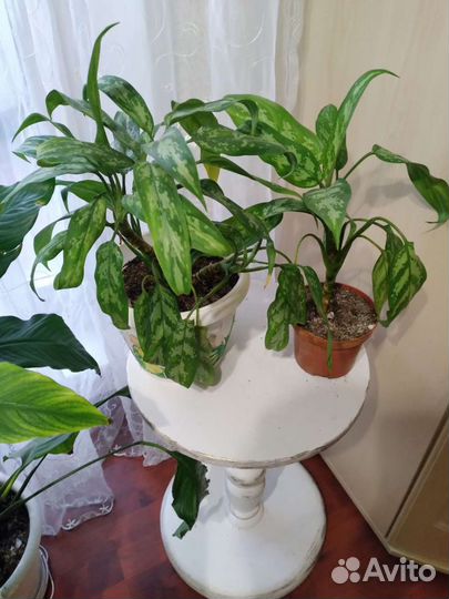 Комнатные растения