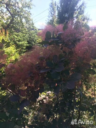 Скумпия красная