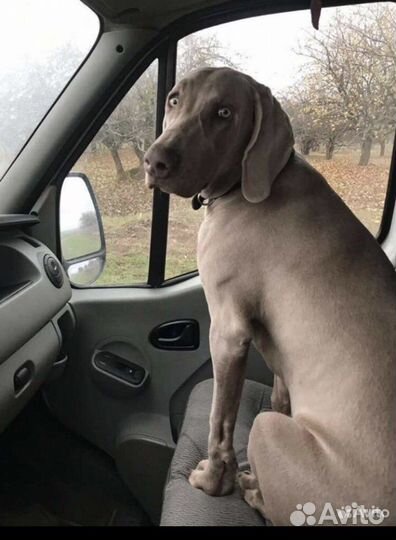 Веймаранер