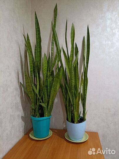 Сансевиерия (Щучий хвост) большая, густая