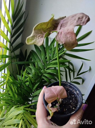 Комнатные растения