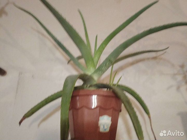 Алоэ лечебный