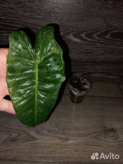 Paraiso Verde филодендрон