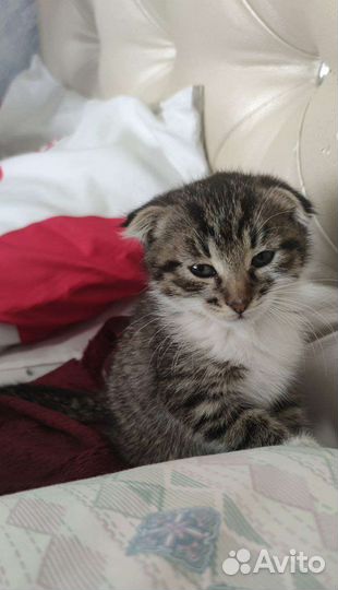 Кот вислоухий в добрые руки