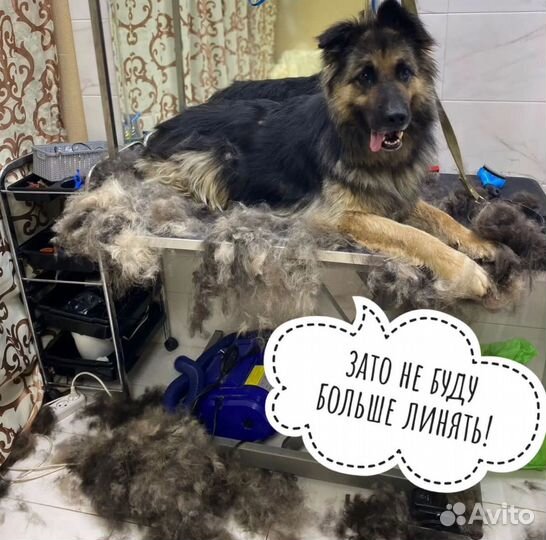 Груминг собак в салоне