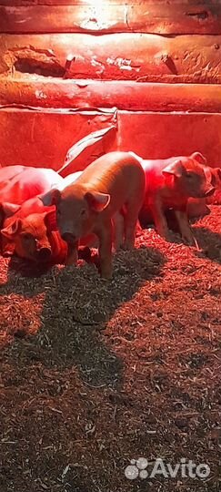 Поросята породы пьетрен и дюрок