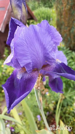 Ирисы, хосты