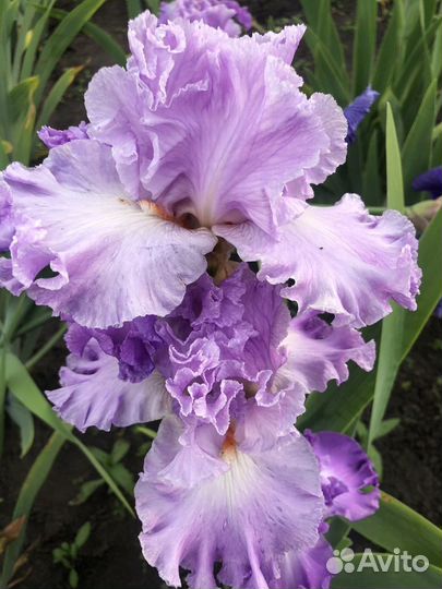 Сортовые бородатые ирисы