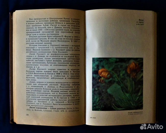 Книги Растения Лилии Дом Сад Участок Цветоводство