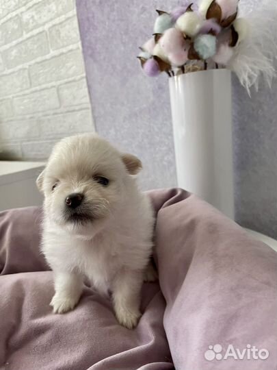 Щенки шпица