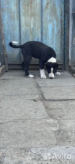 Среднеазиатская овчарка