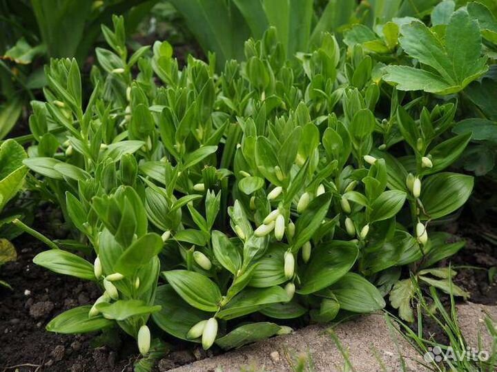 Многолетники / низкие