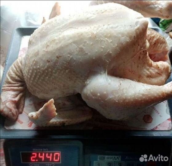 Курочка домашняя