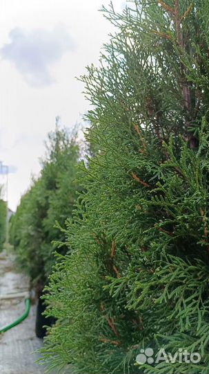 Туя Смарагд 100 - 120 см
