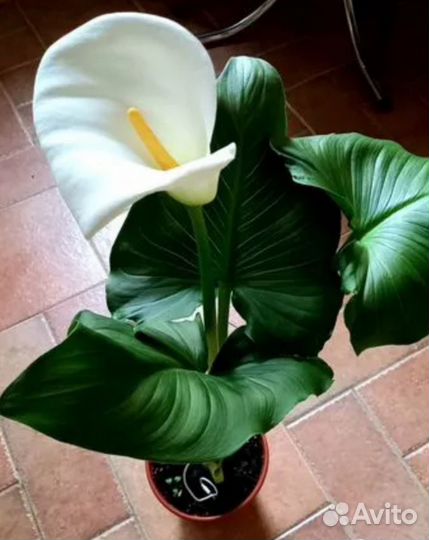 Каллы горшечные, Зантедексия Эфиопская