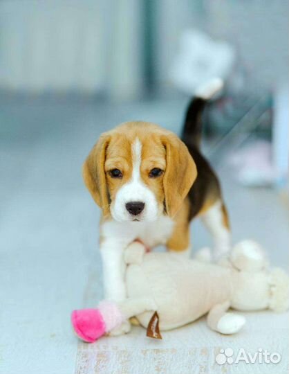 Бигль щенки