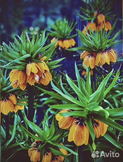 Рябчик императорский