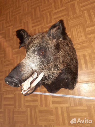 Чучело головы кабана