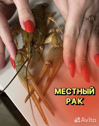 Живые раки