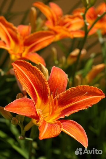 Лилейники. Лилии