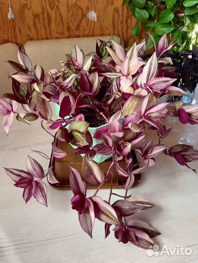 Традесканции разные