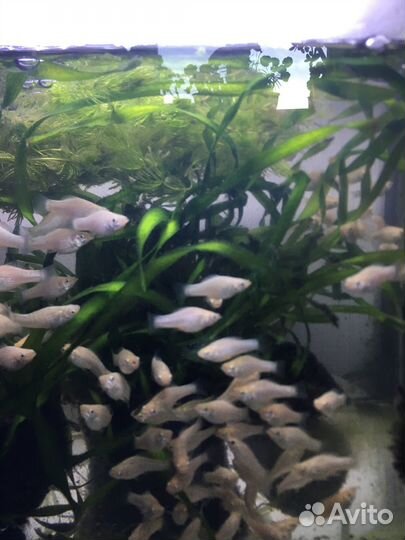 Мальки малинезии (велифера)