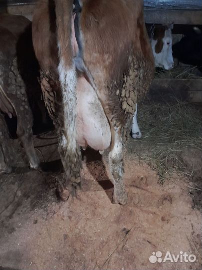 Телочки от молочных коров