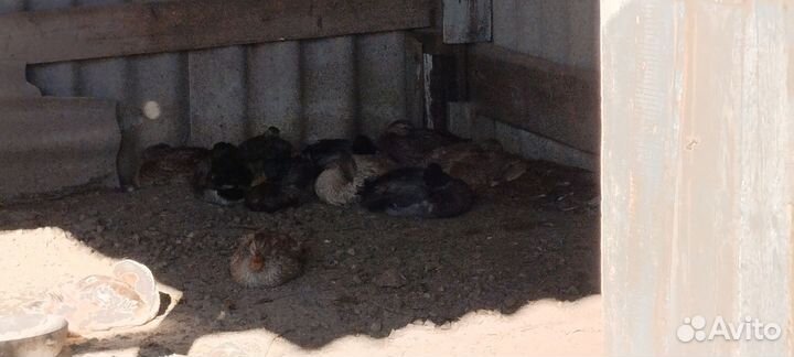 Утята подсодные