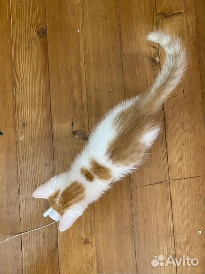 Котёнок девочка