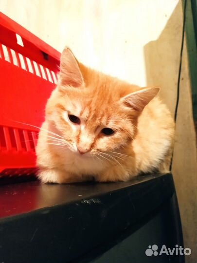 Кошка-подросток