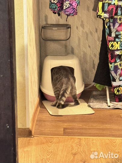 Лоток для кота