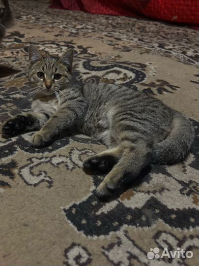 Кот