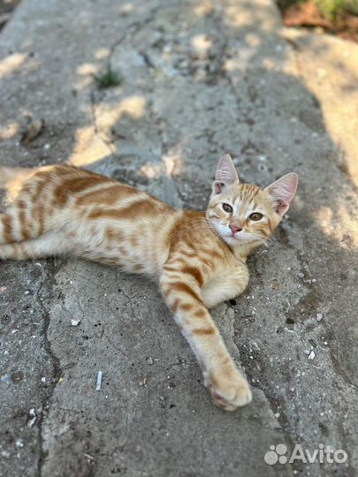 Котик в добрые руки