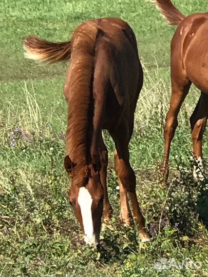 Жеребенок полукровный чк