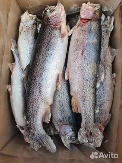 Форель не потрошеная