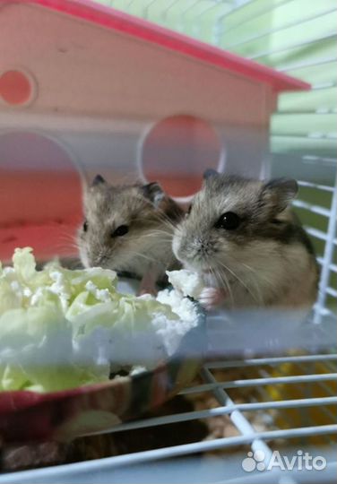 Хомяк джунгарский бесплатно