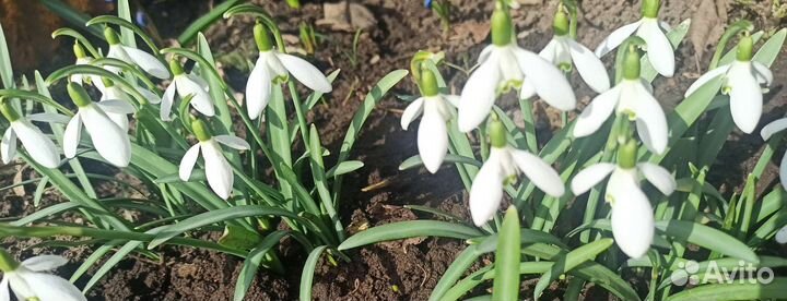 Многолетние цветы