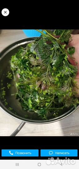 Растения для аквариума