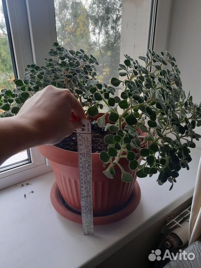 Продаётся дерево любви