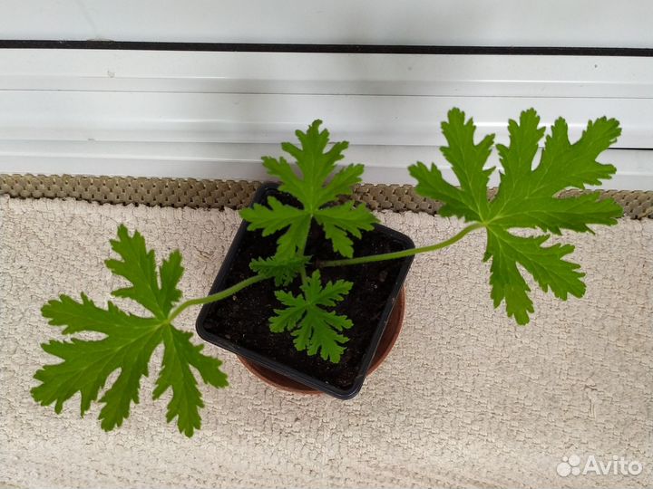 Герань душистая