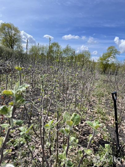 Саженцы яблони