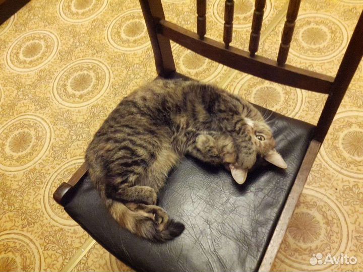 Кошка в добрые руки