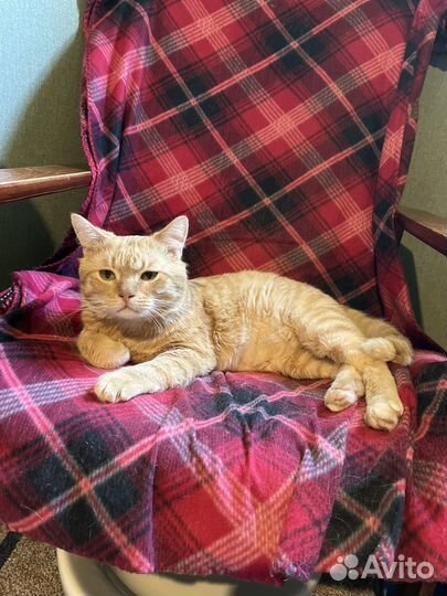 Кошки в добрые руки