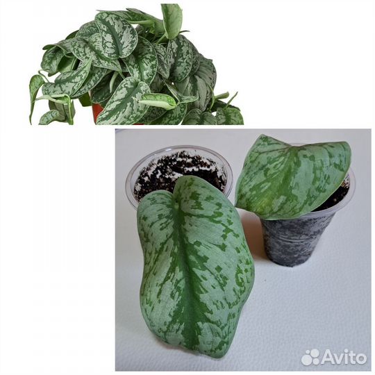 Комнатные цветы растения хойя сциндапсус адениум