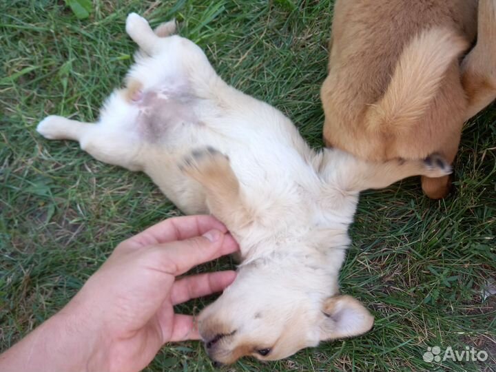 Отдам бесплатно