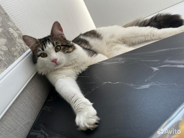 Кот ищет дом