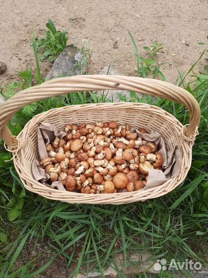 Грибы маслята свежие